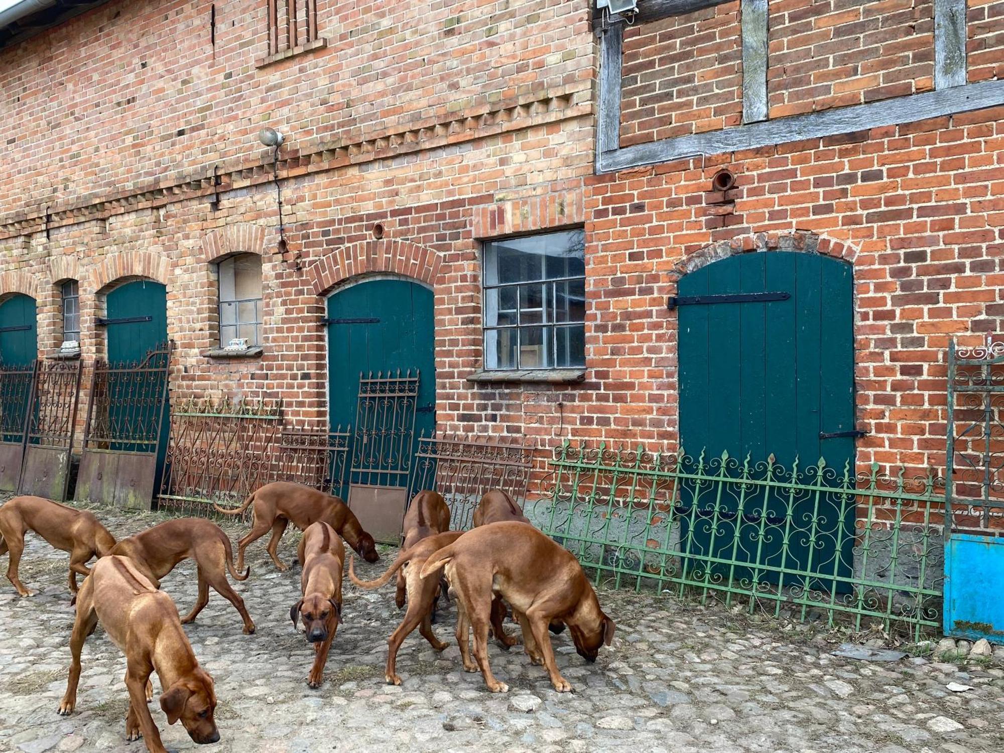 Bauernhof-Streichel-Zoo-Kombi-Familien-Suite-Im-Wald-Am-See Gulow Eksteriør bilde