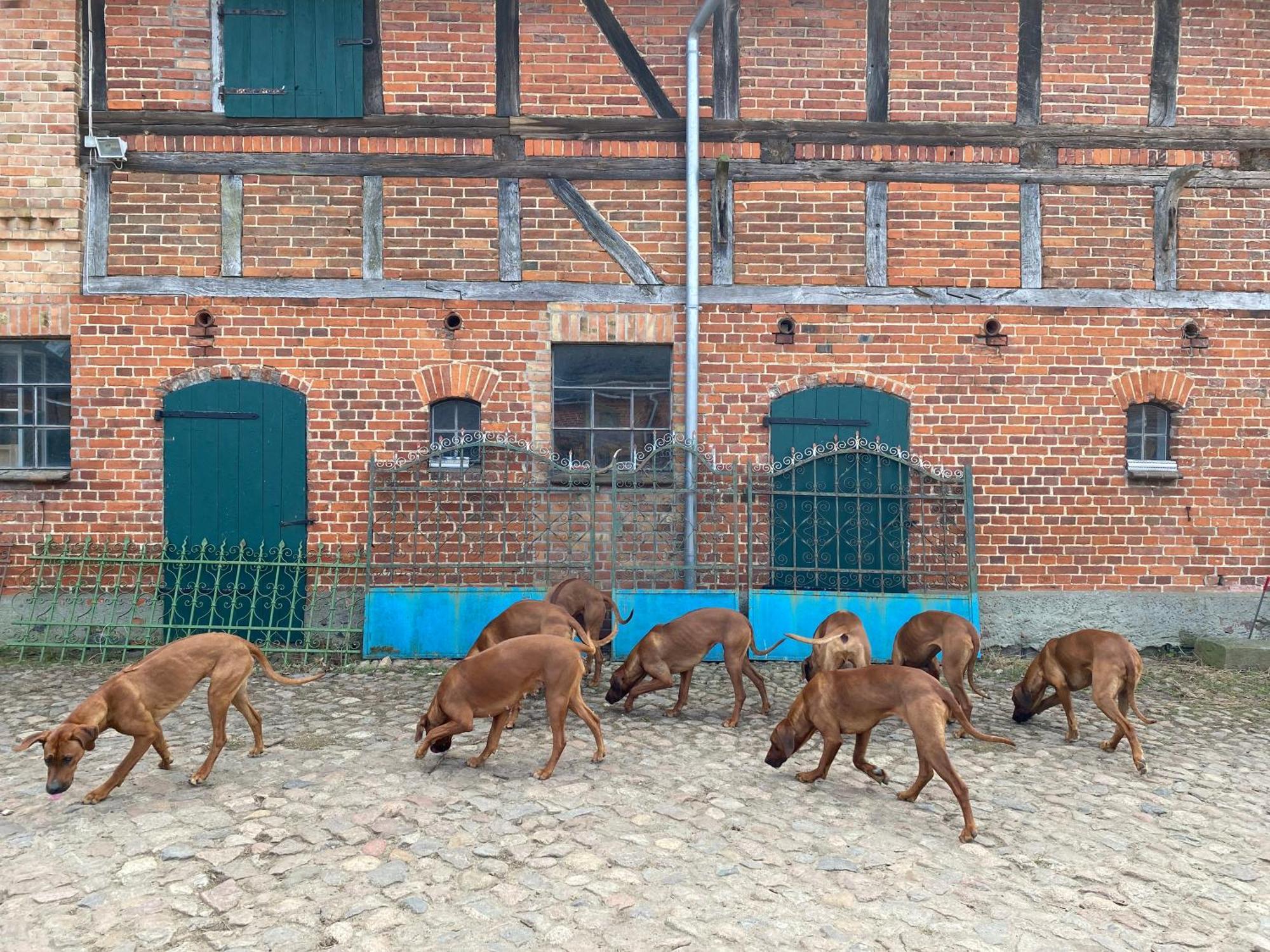 Bauernhof-Streichel-Zoo-Kombi-Familien-Suite-Im-Wald-Am-See Gulow Eksteriør bilde