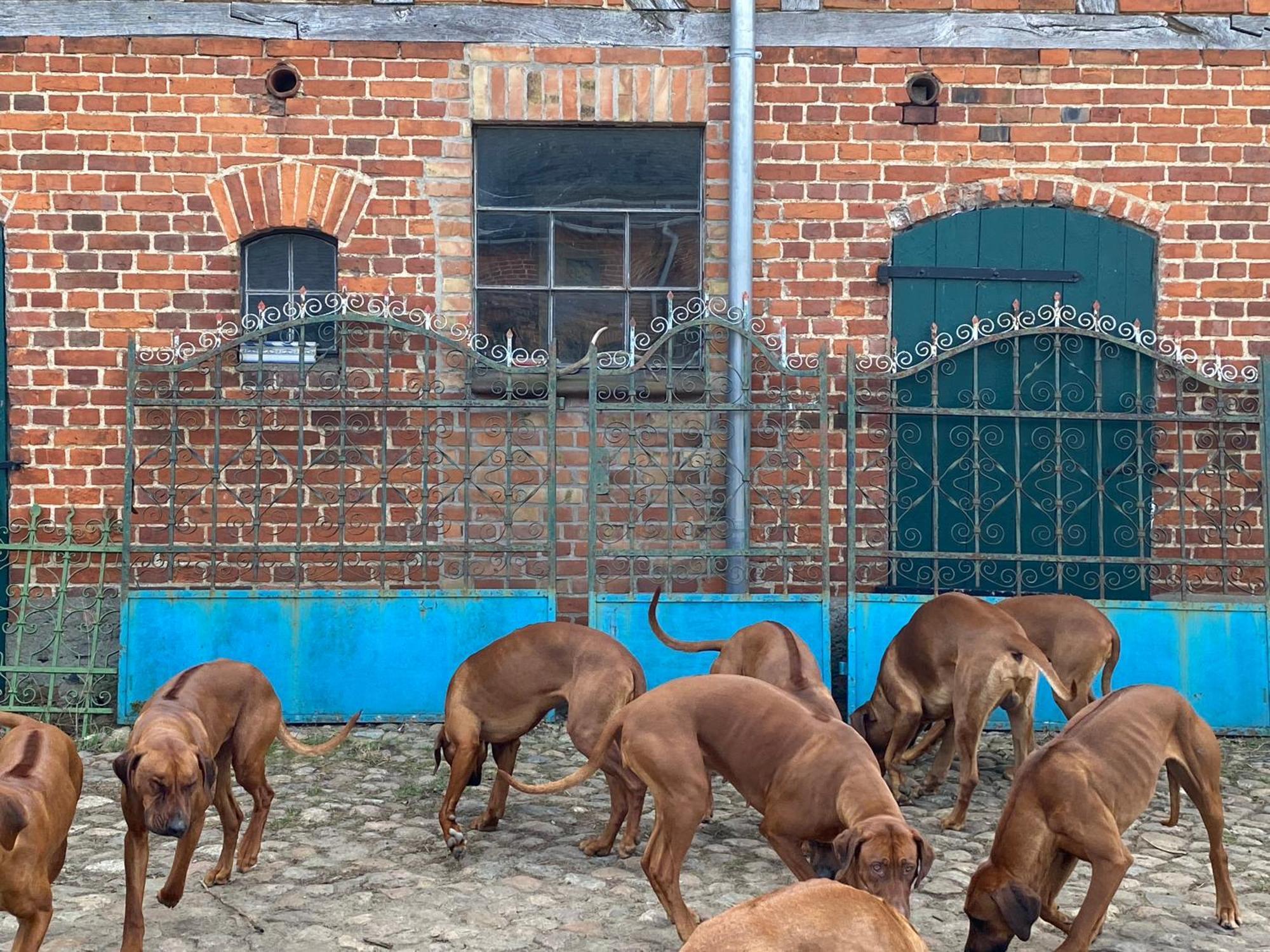 Bauernhof-Streichel-Zoo-Kombi-Familien-Suite-Im-Wald-Am-See Gulow Eksteriør bilde