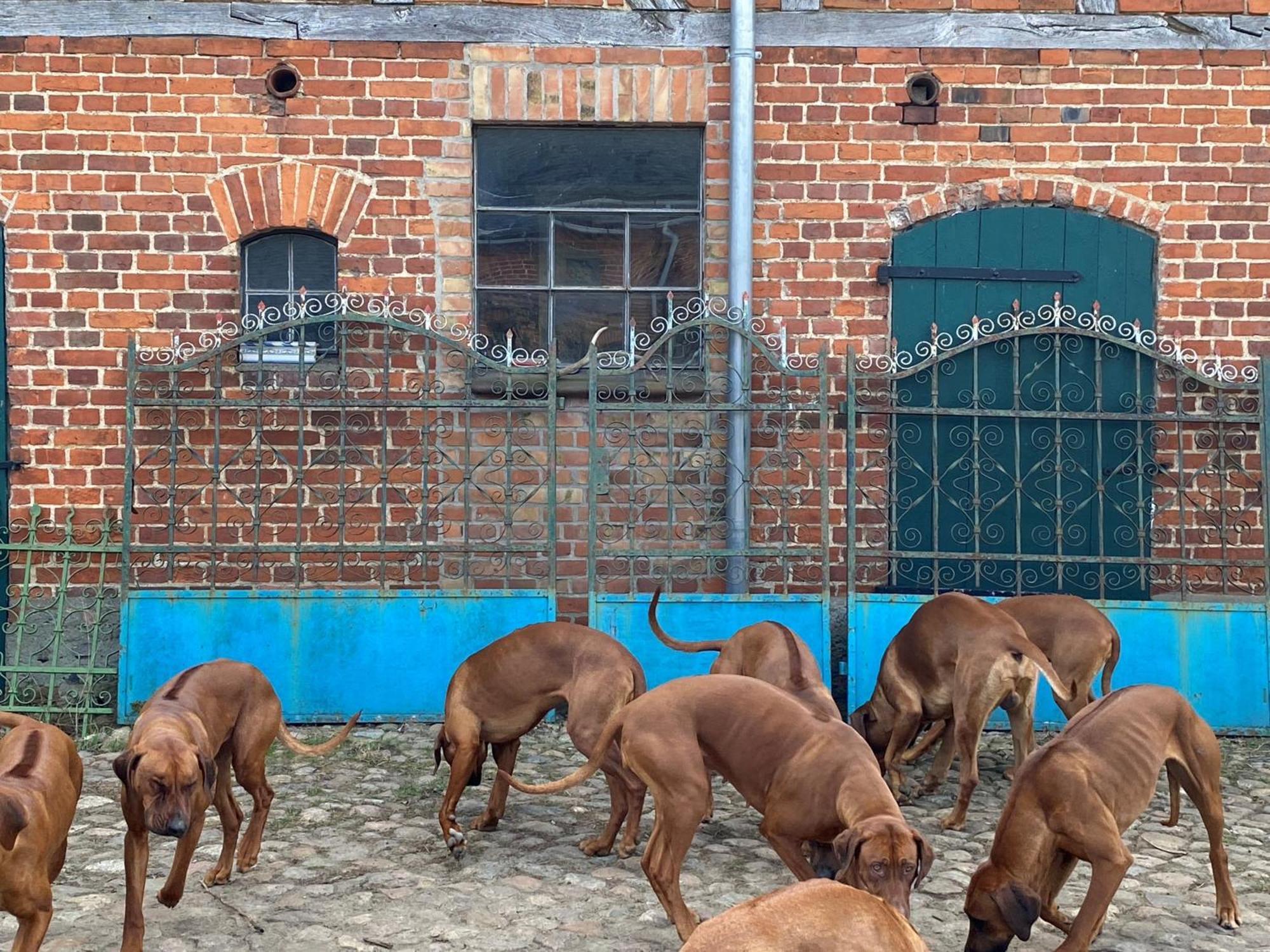 Bauernhof-Streichel-Zoo-Kombi-Familien-Suite-Im-Wald-Am-See Gulow Eksteriør bilde